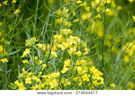Rape flowers. Macro photo of a flowering canola. Rapeseed field