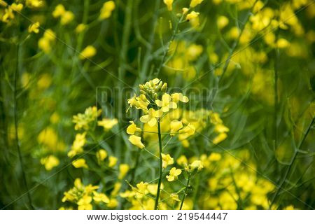 Rape flowers. Macro photo of a flowering canola. Rapeseed field