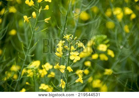 Rape flowers. Macro photo of a flowering canola. Rapeseed field