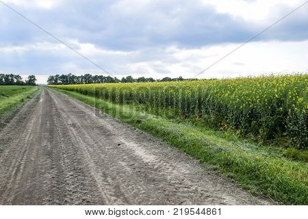 Road In Rapeseed Field And Forest Belt For Wind Protection