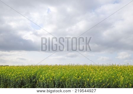 The Rapeseed Field And The Sky Above It. Spring In The Field