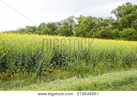 Road In Rapeseed Field And Forest Belt For Wind Protection