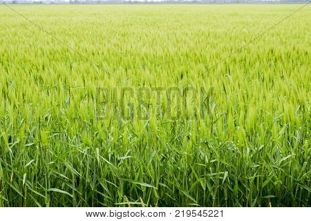 Field Of Green Immature Barley. Spikelets Of Barley. The Field Is Barley, Rural Landscape