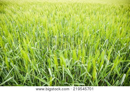 Field Of Green Immature Barley. Spikelets Of Barley. The Field Is Barley, Rural Landscape