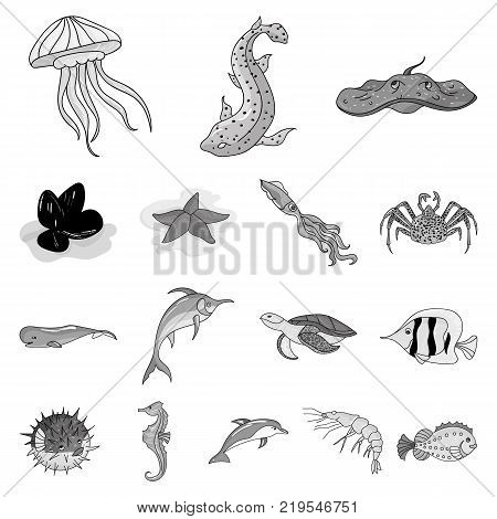 A variety of marine animals monochrome icons in set collection for design. Fish and shellfish vector symbol stock  illustration.