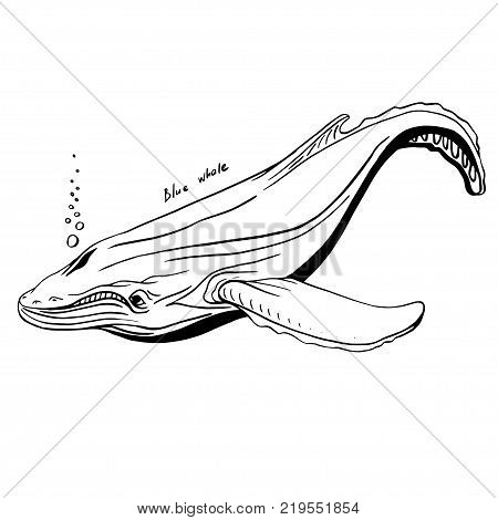 Hand-Drawn Doodle of whale. Vector Illustration. Stock vector.