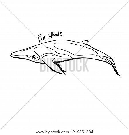 fin whale hand drawing line art vector