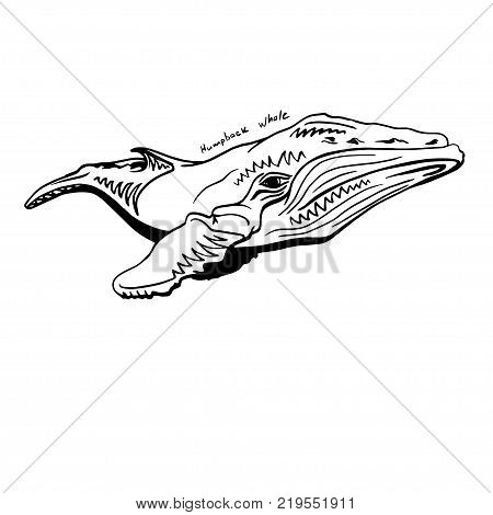 Hand-Drawn Doodle of humpback whale. Vector Illustration - stock vector.