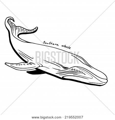 Hand-Drawn Doodle of whale. Vector Illustration. Stock vector.
