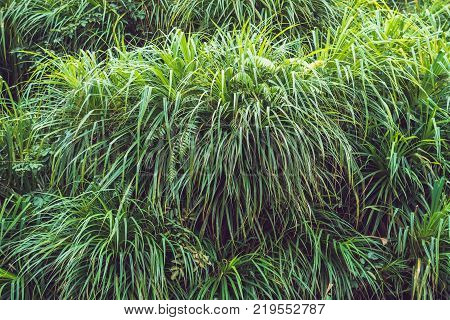 Amazing Juicy Green Leaves In The Tropics