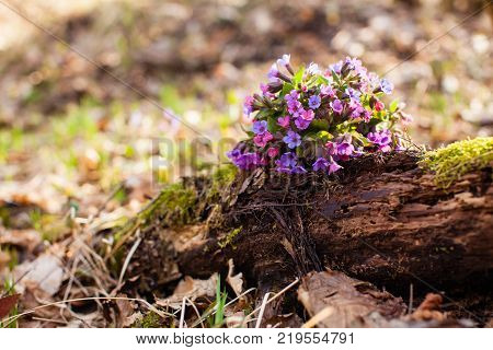 The evergreen perennial plant of the genus Pulmonaria - bouquet on the wood trunk. Spring season lungwort, common Mary's tears or Our Lady's milk drops.