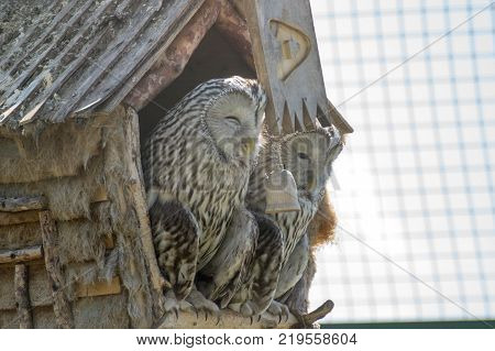 Gray owls sits in house at the farm