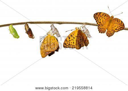 Transformation From Chrysalis Of Common Leopard Butterfly ( Phalanta ) Hanging On Twig