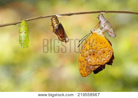 Mature Chrysalis And Emerged Of Common Leopard Butterfly ( Phalanta ) Hanging On Twig
