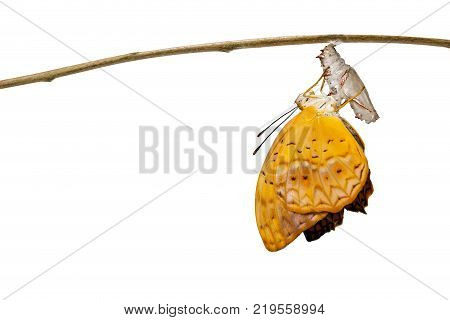Mature Chrysalis And Emerged Of Common Leopard Butterfly ( Phalanta ) Hanging On Twig