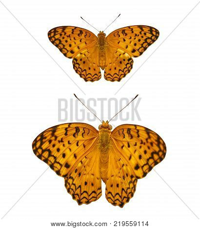 Common Leopard Butterfly ( Phalanta ) Isolated On White