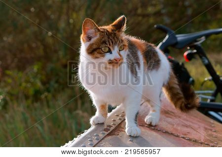 spotted kitty colorful home, motley the cat
