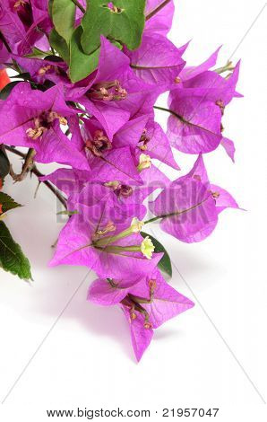 สาขาของเฟื่องฟ้าบนพื้นหลังสีขาว