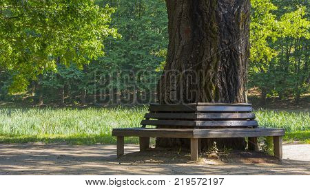wooden bench on a lawn with green grass.