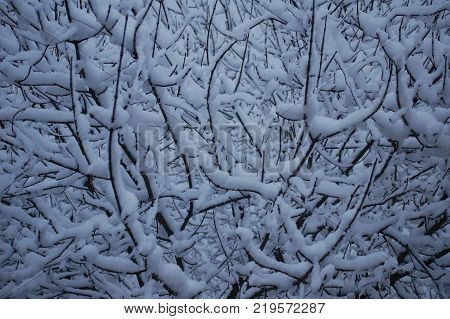 Snowfall sticking to trees in the state of Maine.