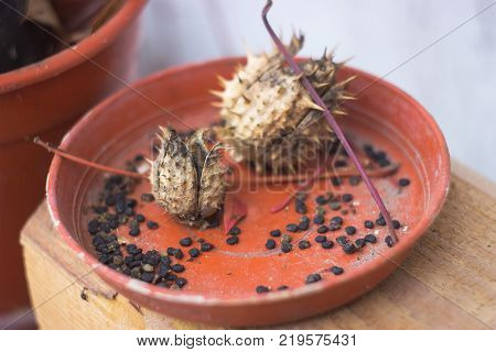 Dried datura plants with needles lie on the stand