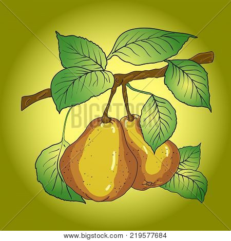 Two mature yellow pears with leaves on a branch. A vector
