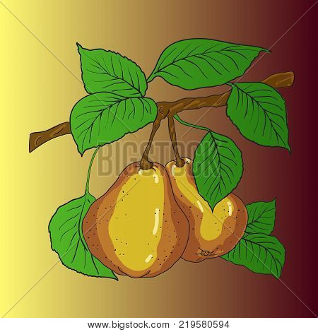 Two mature yellow pears with leaves on a branch. A vector