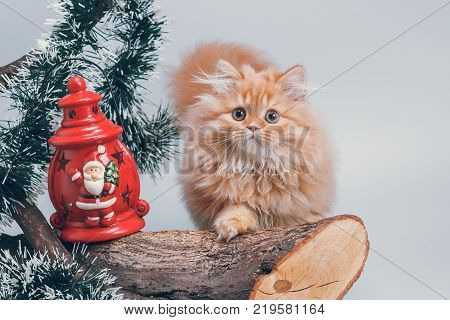 Fascinating red scottish straight kitten waits for Santa Claus