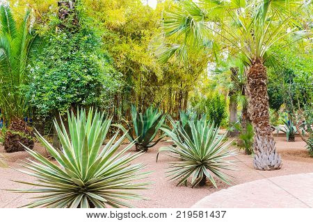 Cactus Plants Outdoors In A Summer Day