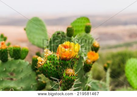 Cactus Plants Outdoors In A Summer Day
