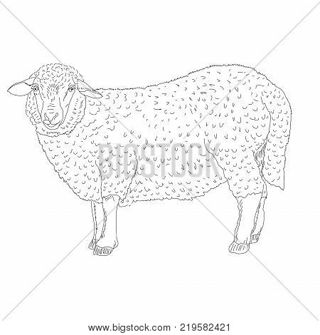 The sheep painted by hand vector illustration