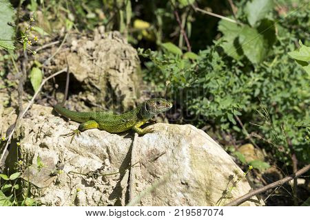 Lizard on the rock  ,sunbathing on a sunny day