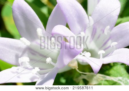 macro picture of a tiny flowers in Florida park