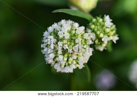 picture of a tiny flowers in Florida park
