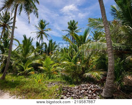 Nature photography - tropical vegetation with palms and coconuts in Bavaro beach (Punta Cana, Dominican Republic).