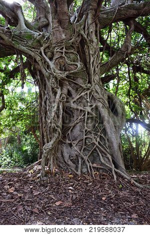 Huge tree with a lot roots all around him