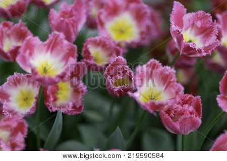 Rose tulips close-up in a field of tulips