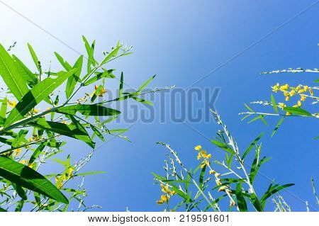 sunhemp low angle on blue sky.sunhemp on clear sky.
