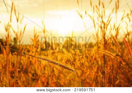 Desho grass Pennisetum pedicellatum at sunset time. Beautiful grass flower. background grass flower and orange light floral background.