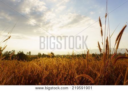 Desho grass Pennisetum pedicellatum at sunset time. Beautiful grass flower. background grass flower and orange light floral background.