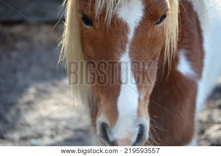 close up striaght shot of miniature horse face