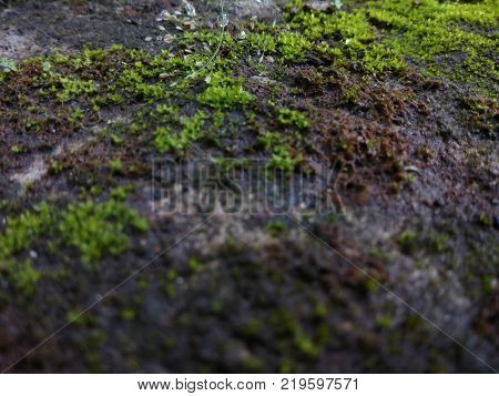 thin green moss enveloping the wet rocks