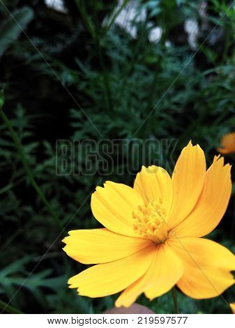 a perfect one yellow flower on the corner