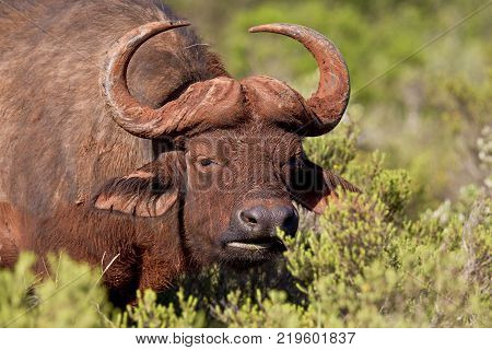 Large mud covered buffalo standing and eating from the foliage of a shrub