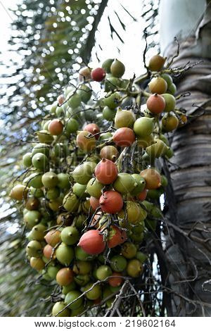 Areca Nuts On The Trees, Calamba City, Laguna, Philippines