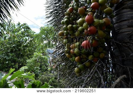 Areca Nuts On The Trees, Calamba City, Laguna, Philippines