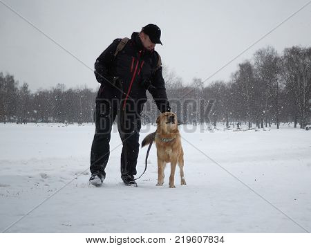 The owner strokes a big happy dog for a walk. It's cold it's snowing
