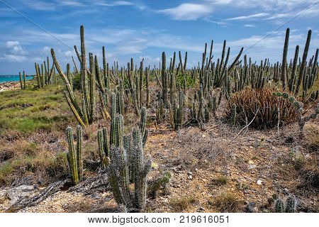 Travel photography - tropical vegetation with cactus in a caribbean island (Cubagua island, Venezuela).