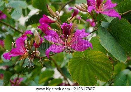 Beautiful Bauhinia. Bauhinia Flowers Open In Shenzhen, China.