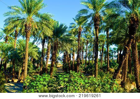Lush green desert oasis garden with Date Palm Trees and chaparral shrubs